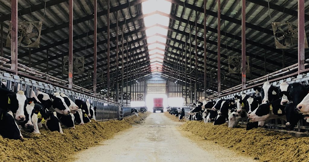 Dairy Cows eating feed prepared by Livestock Nutritional Consultant in a barn
