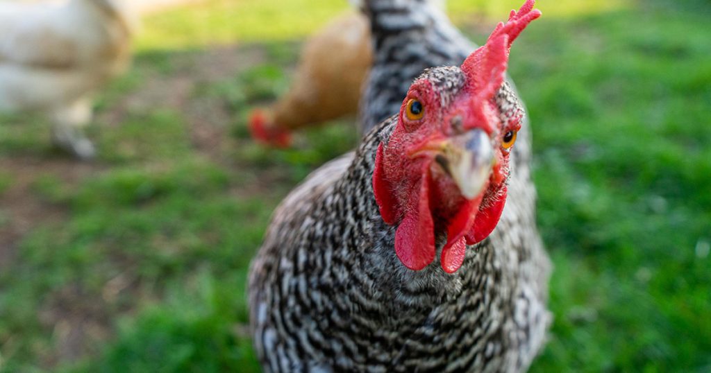 close picture of chicken representing small animal nutrition products and services