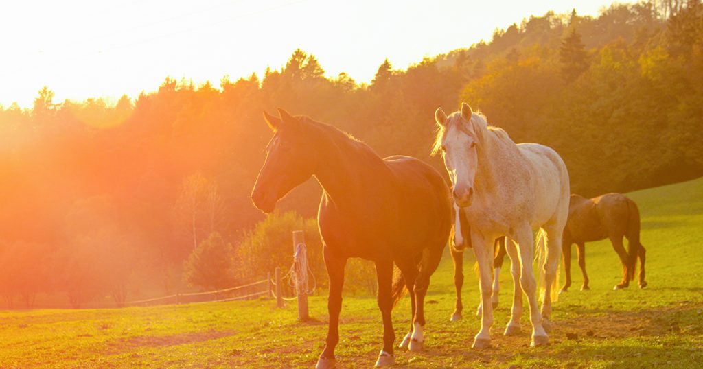 Horses in the field representing our Equine Feed, animal health, horse feed