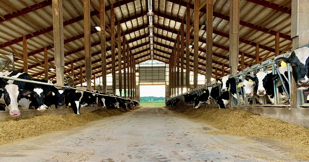 Beef cows in a barn representing our ability to make Ag Loans with Verity Business Solutions, Farm Operating Loans,