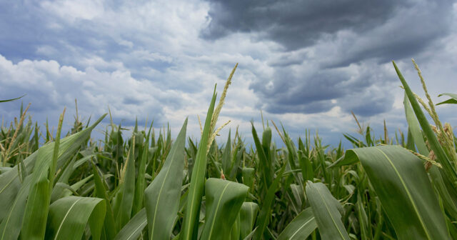 corn heads from slightly below with cloudy sky in the background