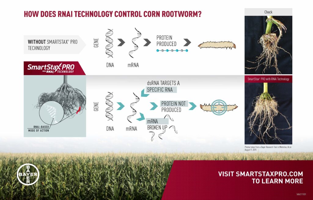 graphic for rootworm control SmartStax PRO with RNAi Technology