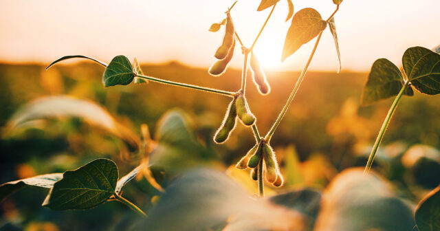 picture of soybeans during sunset