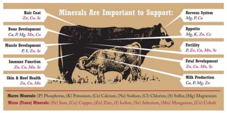 Infographic of cow nursing a calf, with descriptions of how each mineral helps support healthy growth