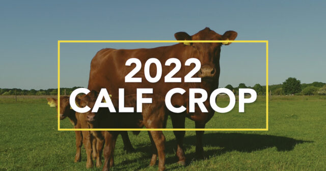 works 2022 calf crop in front of a cow with three calfs in a field
