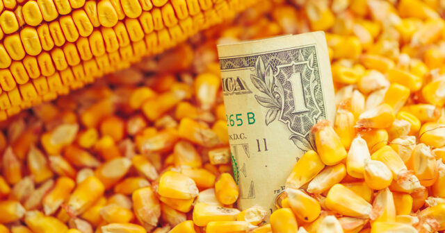 One US dollar bill in harvested corn kernels heap, selective focus