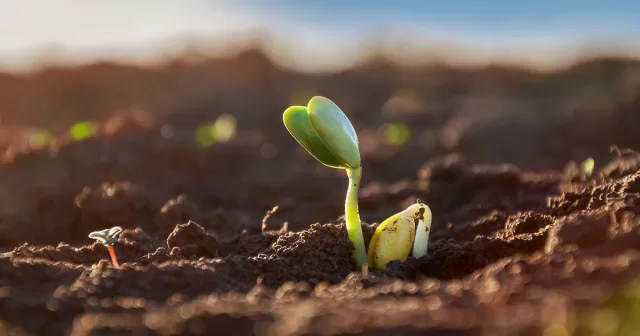 Small crop emergence coming out of freshly planted ground