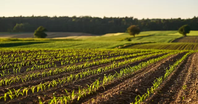 Rows of young crop coming out of the fields