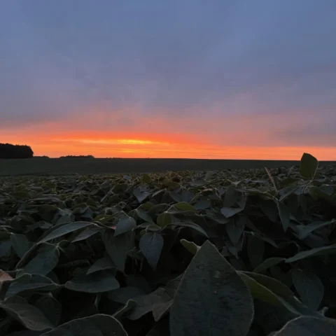 Soybean field - square